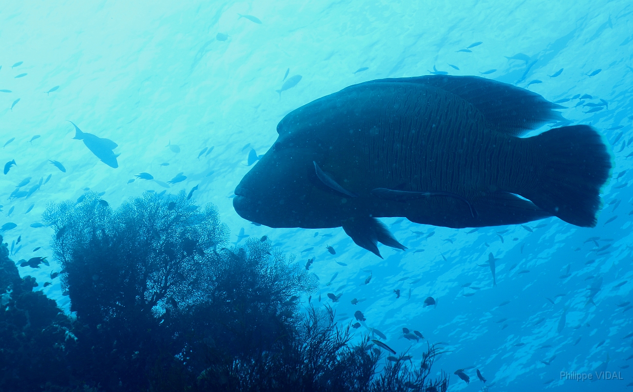 Raja Ampat 2016 - Cheilinus undulatus - Humphead Wrasse - Poisson Napoleon - IMG_4576_rc.jpg